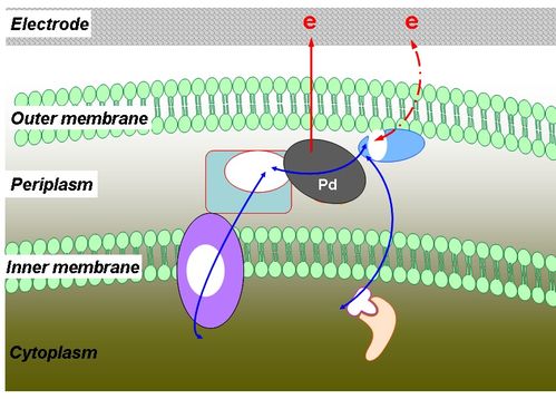 城環所揭示微生物制造的金屬納米粒子在電子傳遞中的關鍵作用